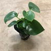 PEPEROMIA 11 CM RAINDROP 1X8