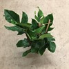 PHILODENDRON 24 CM FUN BUN