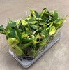 PHILODENDRON 12 CM BRAZIL 1X8