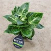 PHILODENDRON 12 CM WHITE MEASURE 1X12