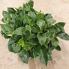 PHILODENDRON 9 CM ERUBESCENS 1X14