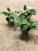 PILEA 6 CM PEPEROMIOIDES 1X12