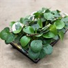 PILEA 12 CM PEPEROMIOIDES 1X8