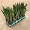 SANSEVIERIA 12 CM ZEYLANICA 1X10