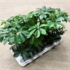 SCHEFFLERA 12 CM ARBORICOLA SV 1X8