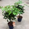 SCHEFFLERA 17 CM COMPACTA