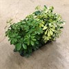 SCHEFFLERA 13 CM MIX 1X8