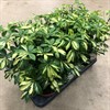 SCHEFFLERA 13 CM GOLD CAPELLA
