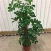 SCHEFFLERA 27 CM STAM 140-150 CM HÖG 1X1