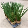SANSEVIERIA 17 CM CYL, SPAGHETTI 1X6