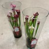 SARRACENIA I GLAS 1X6