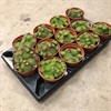 SEMPERVIVUM 12 CM SUMMER 1X12