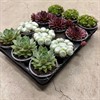 SEMPERVIVUM  9 CM MIX 1X12