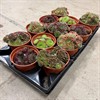 SEDUM 12 CM MIX