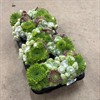 SEMPERVIVUM 12 CM MIX VECKANS