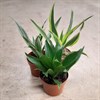 DRACAENA 12 CM COMPACTA 1X10