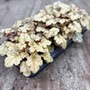 HEUCHERA 12 CM GALAXY