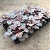 HEUCHERA 12 CM MILAN