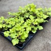 HEUCHERA 12 CM LIME MARMALDE