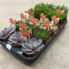 SUCCULENT 10.5 CM 5 SORTER 1X15