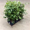 FICUS 14 CM BENJAMIN MIX