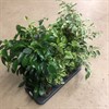 FICUS 12 CM BENJAMIN MIX 1X12