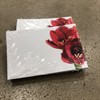 KORT 6x9 CM 1x50 AMARYLLIS