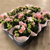 N13 KALANCHOE  6 CM MINI ROSA DUBBEL