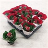 J15 KALANCHOE 6 CM MINI RÖD DUBBEL