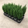 J17 CHAMAECYPARIS  9 CM ELLWOODII 1X18
