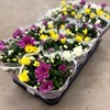 CHRYSANTHEMUM 12 CM CARNAVAL