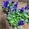 PENSESKÅL 23 CM DEEP BLUE