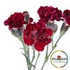 ELEGANCE SOLO. CRIMSON ROSA