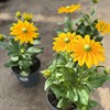 RUDBECKIA 19 CM GULA & GULBRUN MÅLSTA
