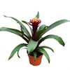 GUZMANIA 12 CM PAULINA VINRÖD 1X6