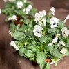 PENSESKÅL 23 CM WHITE W BLOTCH