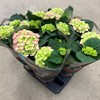 HORTENSIA 14 CM XIAN BLÅ,ROSA 1X4