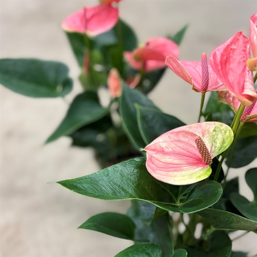 Anthurium