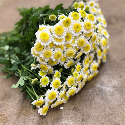 Chrysanthemum