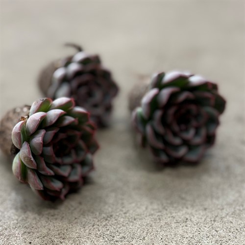 Echeveria
