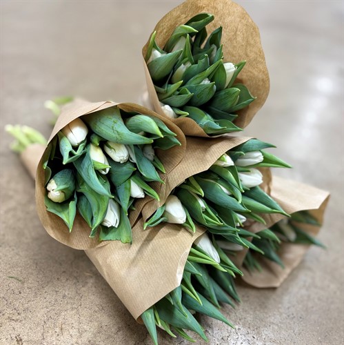 Tulpaner &amp; Hyacinter