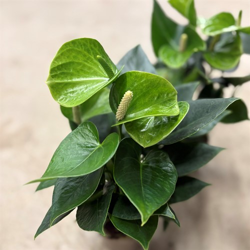 Anthurium