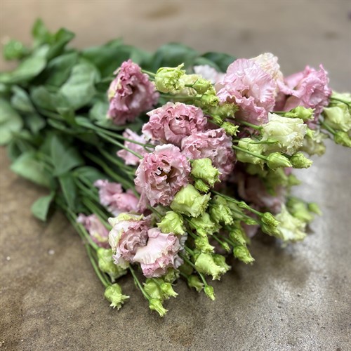 Lisianthus