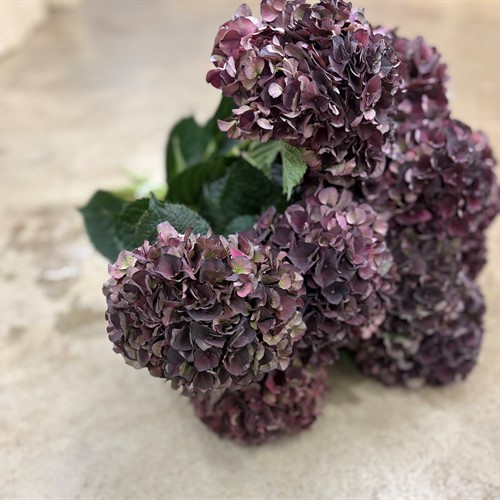 Övriga snittblommor