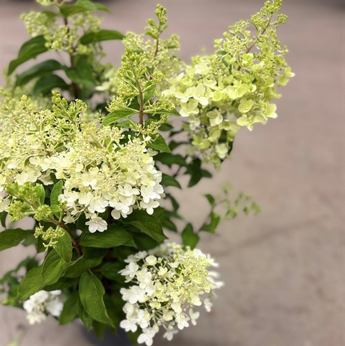 Svenskodlat Blommande
