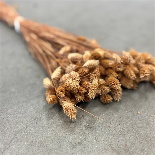 Torkade blommor