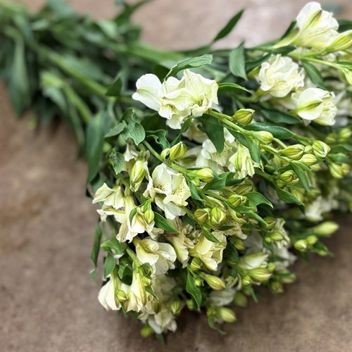Alstromeria