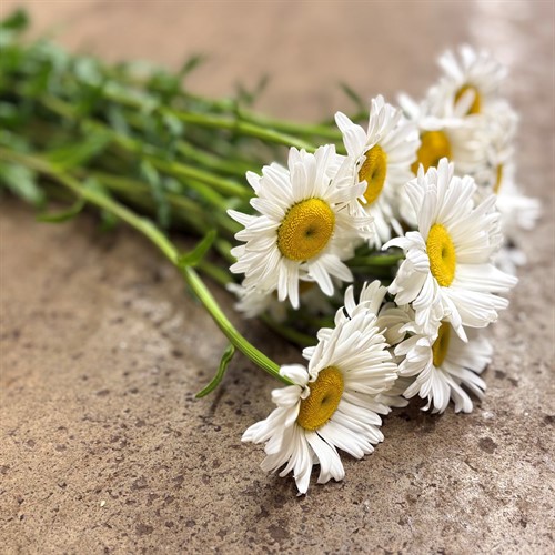 Övriga snittblommor