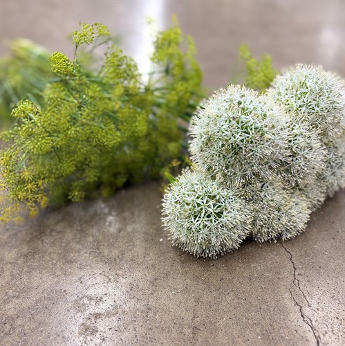 Övriga snittblommor