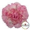 NEJLIKA ROSA/CERISE DOLLAR